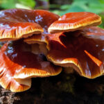 Reishi